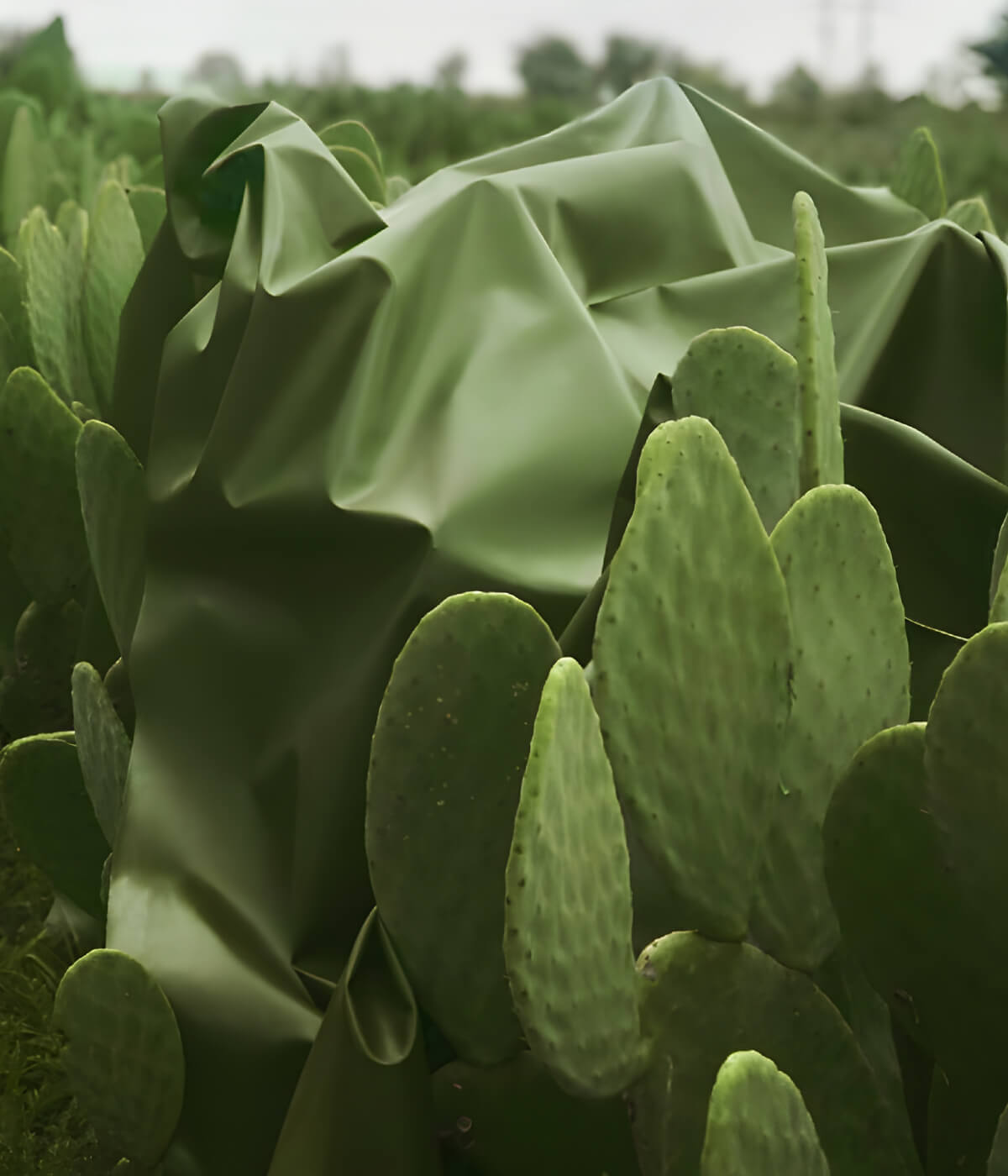 Green fabric draped over prickly pear cactus plants in a field