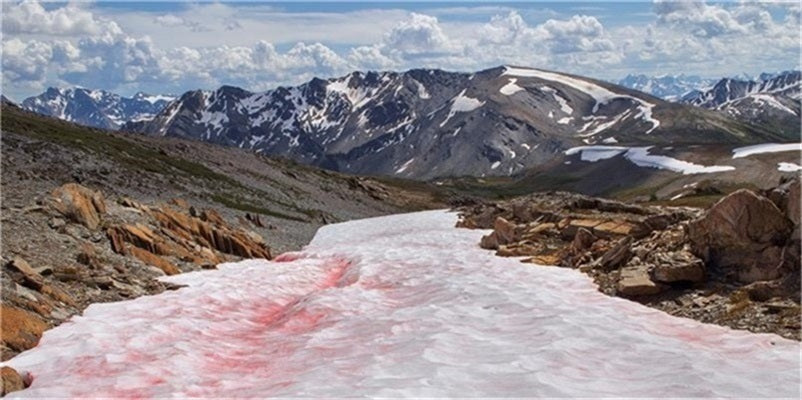 Why do glaciers turn pink?